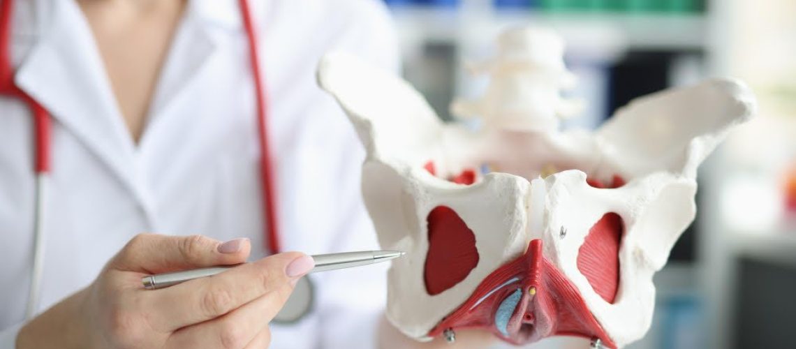 doctor-gynecologist-showing-layout-female-pelvis-with-muscles-closeup